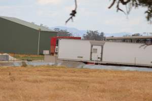 Corowa Slaughterhouse from public road, daytime - Captured at Corowa Slaughterhouse, Redlands NSW Australia.