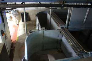 Final section of race leading into gas chamber - Butina Combi 55 carbon dioxide gas chamber for 'controlled atmosphere killing' of pigs. - Captured at Corowa Slaughterhouse, Redlands NSW Australia.