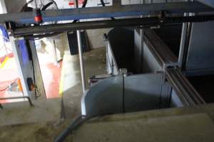 Final section of race leading into gas chamber - Butina Combi 55 carbon dioxide gas chamber for 'controlled atmosphere killing' of pigs. - Captured at Corowa Slaughterhouse, Redlands NSW Australia.