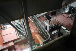 Killing and processing area after gas chamber - Butina Combi 55 carbon dioxide gas chamber for 'controlled atmosphere killing' of pigs. - Captured at Corowa Slaughterhouse, Redlands NSW Australia.