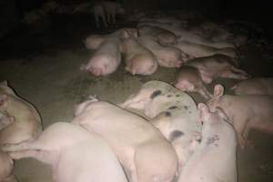 Pigs in holding pens - To be killed in the morning - Captured at Corowa Slaughterhouse, Redlands NSW Australia.