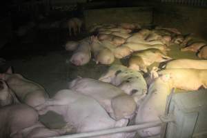 Pigs in holding pens - To be killed in the morning - Captured at Corowa Slaughterhouse, Redlands NSW Australia.