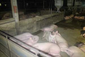 Pigs in holding pens - To be killed in the morning - Captured at Corowa Slaughterhouse, Redlands NSW Australia.