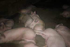 Pigs in holding pens - To be killed in the morning - Captured at Corowa Slaughterhouse, Redlands NSW Australia.