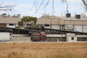 Truck unloading pigs into holding pens - Corowa Slaughterhouse from public road, daytime - Captured at Corowa Slaughterhouse, Redlands NSW Australia.