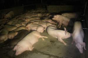 Pigs in holding pens - To be killed in the morning - Captured at Corowa Slaughterhouse, Redlands NSW Australia.