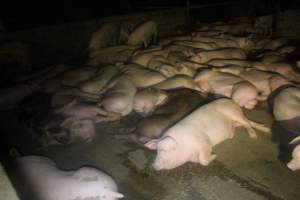 Pigs in holding pens - To be killed in the morning - Captured at Corowa Slaughterhouse, Redlands NSW Australia.