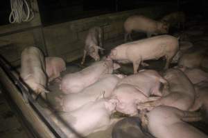 Pigs in holding pens - To be killed in the morning - Captured at Corowa Slaughterhouse, Redlands NSW Australia.