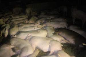 Pigs in holding pens - To be killed in the morning - Captured at Corowa Slaughterhouse, Redlands NSW Australia.