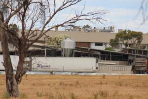 Truck unloading pigs into holding pens - Corowa Slaughterhouse from public road, daytime - Captured at Corowa Slaughterhouse, Redlands NSW Australia.