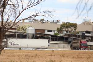 Truck unloading pigs into holding pens - Corowa Slaughterhouse from public road, daytime - Captured at Corowa Slaughterhouse, Redlands NSW Australia.