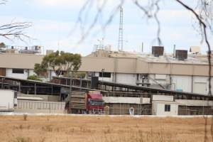 Truck unloading pigs into holding pens - Corowa Slaughterhouse from public road, daytime - Captured at Corowa Slaughterhouse, Redlands NSW Australia.