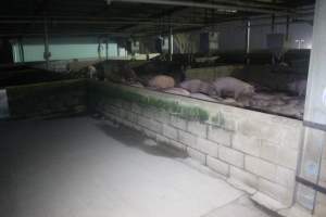 Pigs in holding pens - To be killed in the morning - Captured at Corowa Slaughterhouse, Redlands NSW Australia.