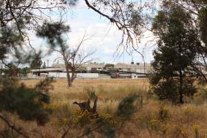 Truck unloading pigs into holding pens - Corowa Slaughterhouse from public road, daytime - Captured at Corowa Slaughterhouse, Redlands NSW Australia.