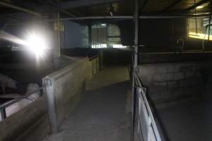 Pigs in holding pens - To be killed in the morning - Captured at Corowa Slaughterhouse, Redlands NSW Australia.