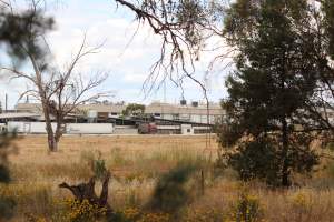 Truck unloading pigs into holding pens - Corowa Slaughterhouse from public road, daytime - Captured at Corowa Slaughterhouse, Redlands NSW Australia.