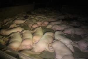 Pigs in holding pens - To be killed in the morning - Captured at Corowa Slaughterhouse, Redlands NSW Australia.