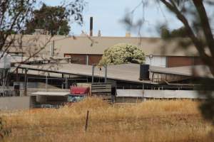 Truck unloading pigs into holding pens - Corowa Slaughterhouse from public road, daytime - Captured at Corowa Slaughterhouse, Redlands NSW Australia.