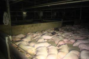 Pigs in holding pens - To be killed in the morning - Captured at Corowa Slaughterhouse, Redlands NSW Australia.