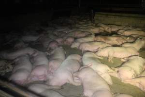 Pigs in holding pens - To be killed in the morning - Captured at Corowa Slaughterhouse, Redlands NSW Australia.