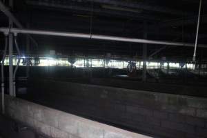 Pigs in holding pens - Captured at Corowa Slaughterhouse, Redlands NSW Australia.