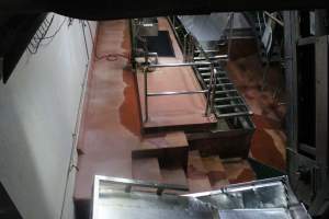 Killing and processing area after gas chamber - Captured at Corowa Slaughterhouse, Redlands NSW Australia.