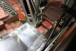 Killing and processing area after gas chamber - Captured at Corowa Slaughterhouse, Redlands NSW Australia.