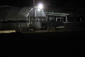 Holding pens - Big River Pork slaughterhouse at night - Captured at Big River Pork Abattoir, Brinkley SA Australia.