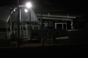 Holding pens - Big River Pork slaughterhouse at night - Captured at Big River Pork Abattoir, Brinkley SA Australia.