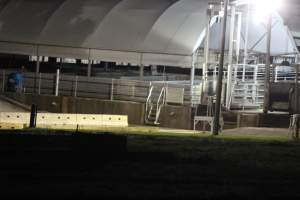 Holding pens - Big River Pork slaughterhouse at night - Captured at Big River Pork Abattoir, Brinkley SA Australia.