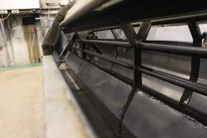 Race leading to gas chamber - Butina Combi 66 carbon dioxide gas chamber for 'controlled atmosphere killing' of pigs - Captured at Big River Pork Abattoir, Brinkley SA Australia.