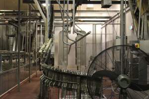 Killing / processing room after pigs tipped out of gas chamber - Scalding tank on left - Captured at Big River Pork Abattoir, Brinkley SA Australia.