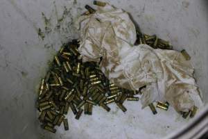 Bucket of bolt gun bullets - Gathercoles slaughterhouse, Wangaratta - killing and processing areas. - Captured at Gathercole's Wangaratta Abattoir, Wangaratta VIC Australia.