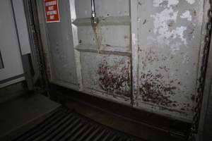 Cattle knockbox exterior - Gathercoles slaughterhouse, Wangaratta - killing and processing areas. - Captured at Gathercole's Wangaratta Abattoir, Wangaratta VIC Australia.