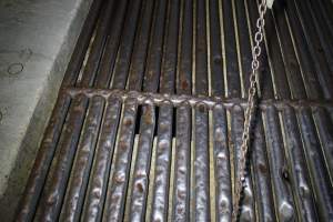 Blood grate where cattle are tipped from knockbox - Blood drains beneath grate - Captured at Gathercole's Wangaratta Abattoir, Wangaratta VIC Australia.