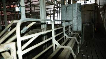 Race leading to gas chamber for pigs - Butina Combi 44 carbon dioxide gas chamber for 'controlled atmosphere killing' of pigs - Captured at Diamond Valley Pork, Laverton North VIC Australia.