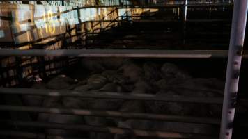 Pigs in holding pens - Australian Food Group Abattoir - Captured at Australian Food Group Abattoir, Laverton North VIC Australia.