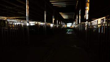 Pigs in holding pens - Australian Food Group Abattoir - Captured at Australian Food Group Abattoir, Laverton North VIC Australia.