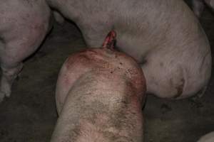 Pig in holding pen with bloody tail - CA Sinclair slaughterhouse at Benalla VIC - Captured at Benalla Abattoir, Benalla VIC Australia.