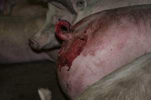 Pig in holding pen with bloody tail - CA Sinclair slaughterhouse at Benalla VIC - Captured at Benalla Abattoir, Benalla VIC Australia.