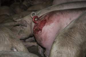 Pig in holding pen with bloody tail - CA Sinclair slaughterhouse at Benalla VIC - Captured at Benalla Abattoir, Benalla VIC Australia.