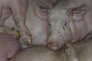 Pigs in holding pens - CA Sinclair slaughterhouse at Benalla VIC - Captured at Benalla Abattoir, Benalla VIC Australia.