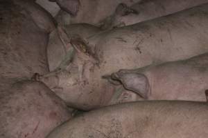 Pigs in holding pens - CA Sinclair slaughterhouse at Benalla VIC - Captured at Benalla Abattoir, Benalla VIC Australia.