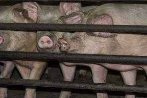 Pigs in holding pens - CA Sinclair slaughterhouse at Benalla VIC - Captured at Benalla Abattoir, Benalla VIC Australia.