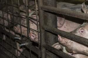 Pigs in holding pens - CA Sinclair slaughterhouse at Benalla VIC - Captured at Benalla Abattoir, Benalla VIC Australia.