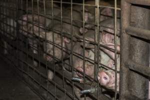 Pigs in holding pens - CA Sinclair slaughterhouse at Benalla VIC - Captured at Benalla Abattoir, Benalla VIC Australia.