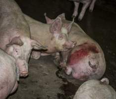 Pigs in holding pens - CA Sinclair slaughterhouse at Benalla VIC - Captured at Benalla Abattoir, Benalla VIC Australia.