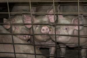 Pigs in holding pens - CA Sinclair slaughterhouse at Benalla VIC - Captured at Benalla Abattoir, Benalla VIC Australia.