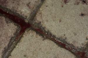 Blood in floor grooves in holding pen - CA Sinclair slaughterhouse at Benalla VIC - Captured at Benalla Abattoir, Benalla VIC Australia.