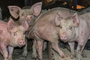 Pigs in holding pens - CA Sinclair slaughterhouse at Benalla VIC - Captured at Benalla Abattoir, Benalla VIC Australia.